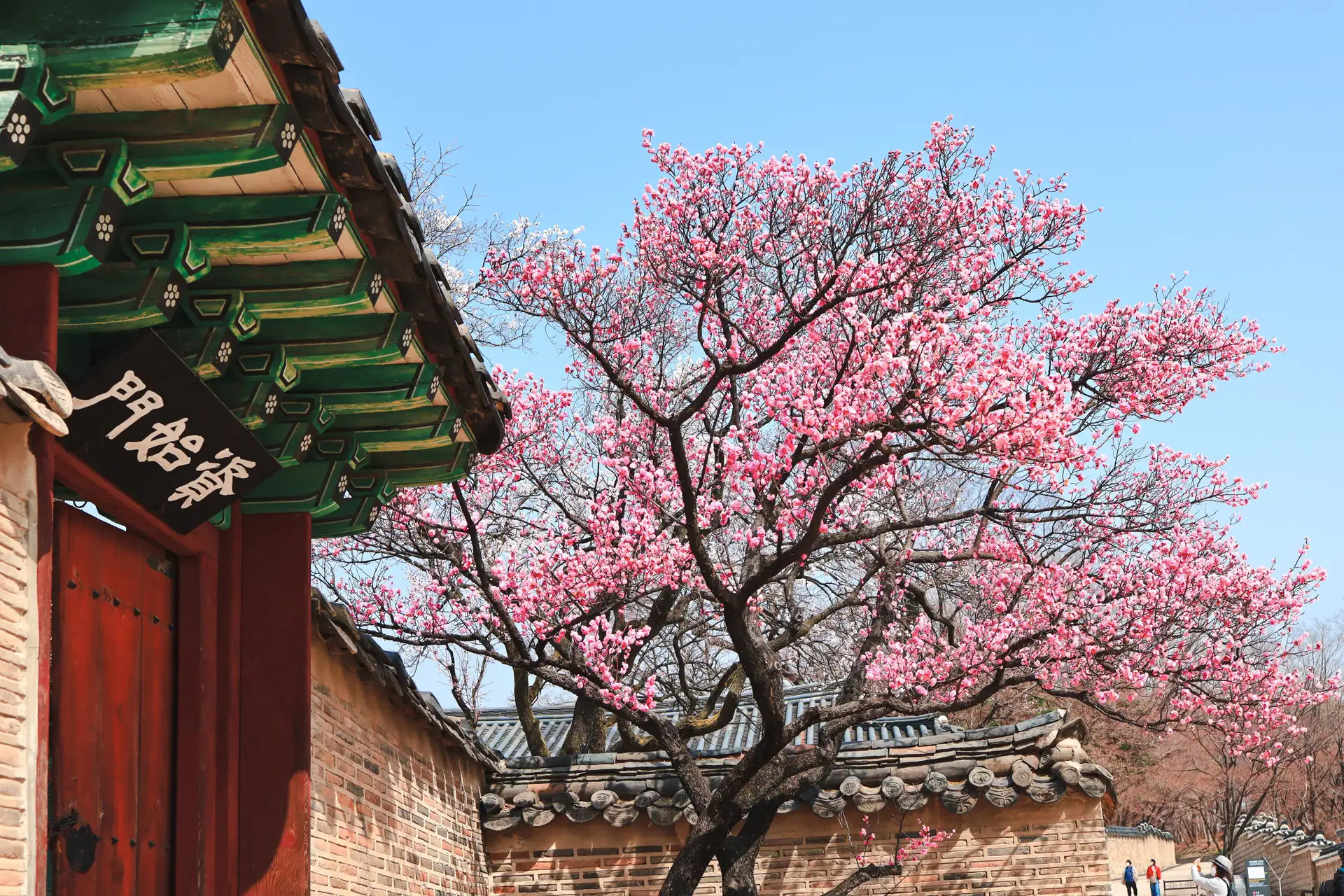 Mùa hoa anh đào Busan